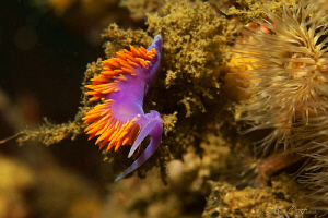 Spanish Shawl by Matthew Fischbach 